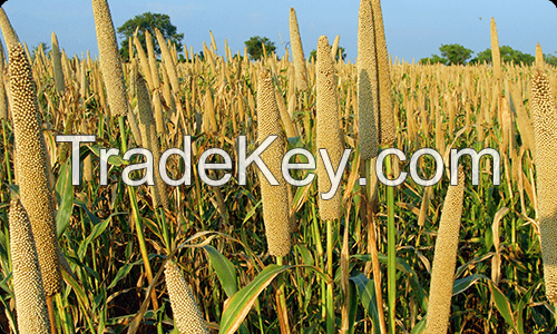 pearl millet