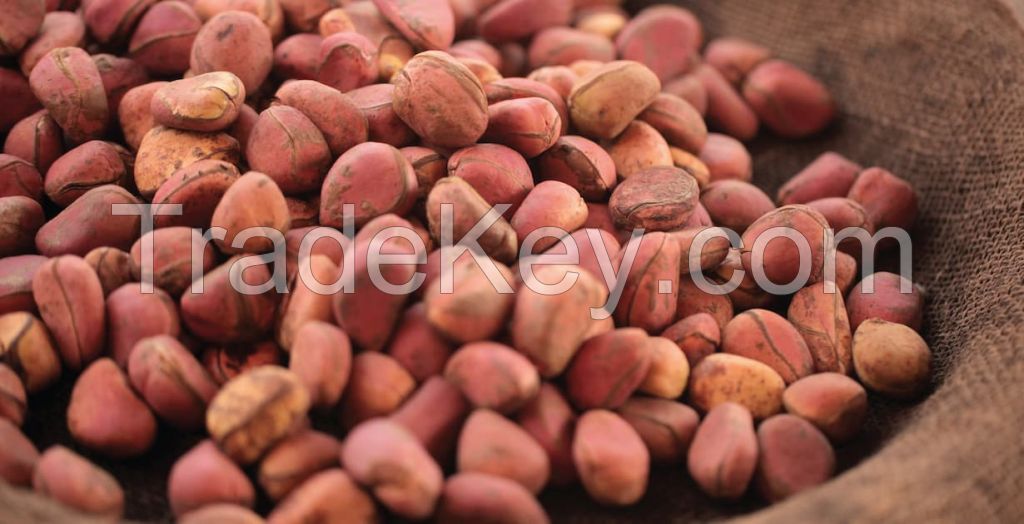 Kola nut