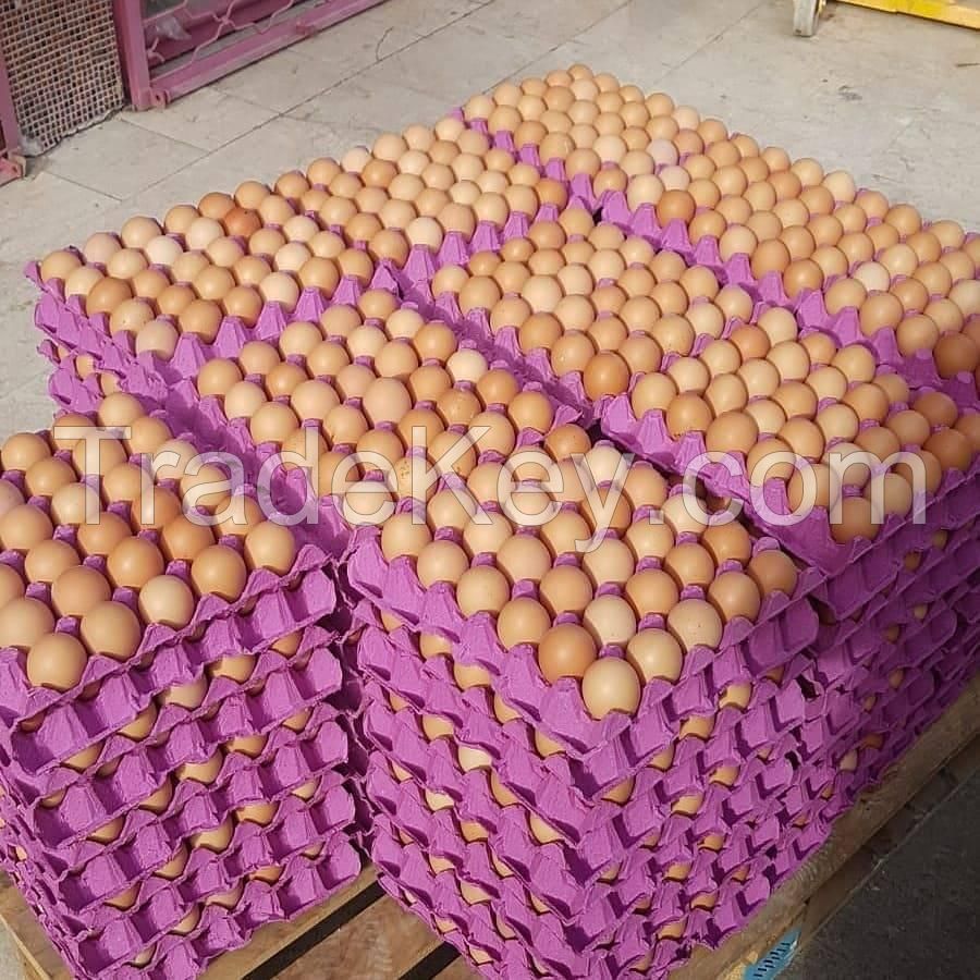 Best Quality Custom Made Wholesale Fertilized Chicken Eggs Cobb 500 Broiler Chicken Eggs Fresh Cobb 700 Fertile eggs