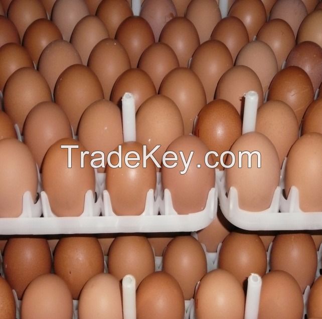 Best Quality Custom Made Wholesale Fertilized Chicken Eggs Cobb 500 Broiler Chicken Eggs Fresh Cobb 700 Fertile eggs