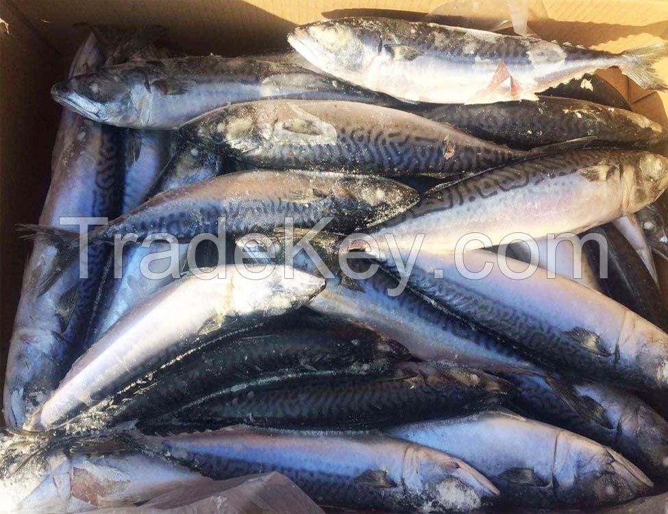 Frozen Pacific Mackerel Fish