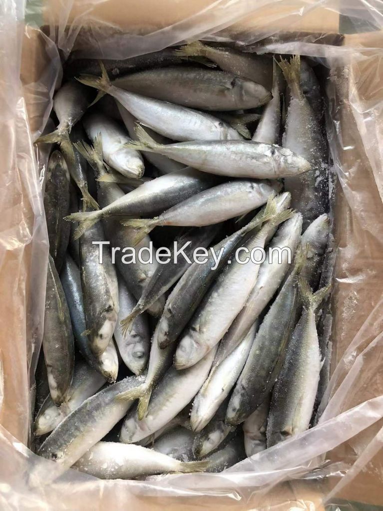 Frozen Pacific Mackerel Fish