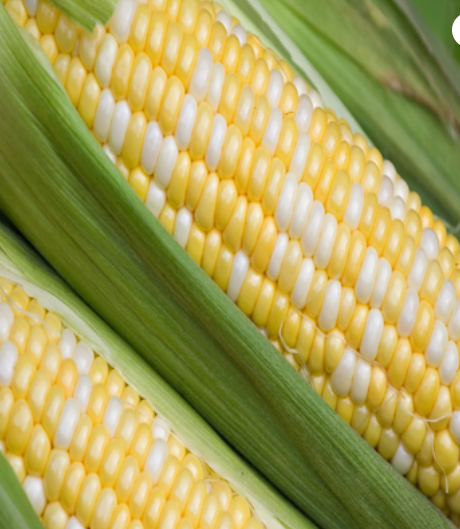 Non GMO Yellow Maize Corn from Europe