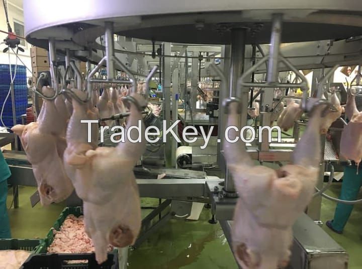 Wholesale Fresh Chicken Frozen Chicken paws For Good Price Export Frozen Chicken Feet