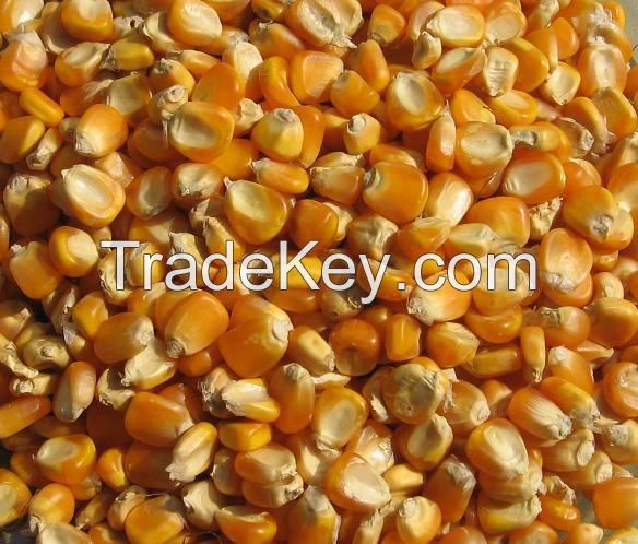 Animal Feed Dry Maize/dried Yellow Corn/dried Sweet Corn Best Competitive Price