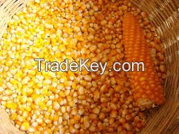 Corn Gluten Meal (maize origin) Best Price