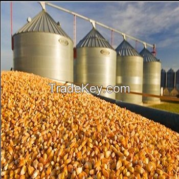 Dried Cracked/Broken Yellow Maize/Corn, Non-GMO, Fit for Animal Feed