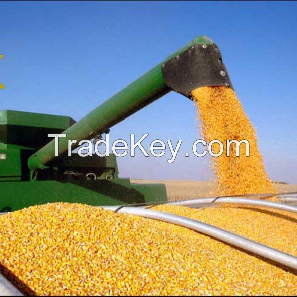 IMPORT Non GMO Yellow Maize Corn/ Yellow Corn & White Corn/Air Dried Yellow Maize Corn at cheap price