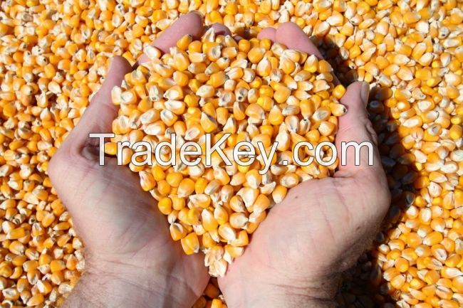 IMPORT Non GMO Yellow Maize Corn/ Yellow Corn & White Corn/Air Dried Yellow Maize Corn at cheap price