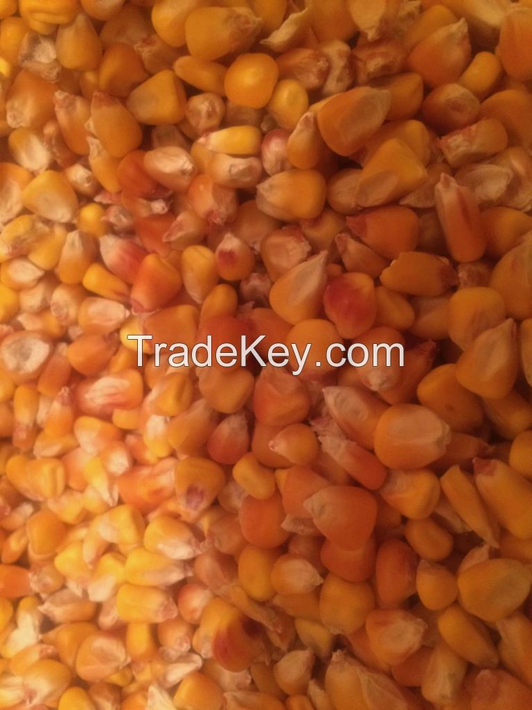 Animal Feed Dry Maize/dried Yellow Corn/dried Sweet Corn Best Competitive Price