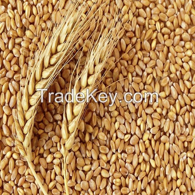 Bulk Supplier Selling Premium Quality 100% Organic Wheat / Wheat Grain at Low Market Price