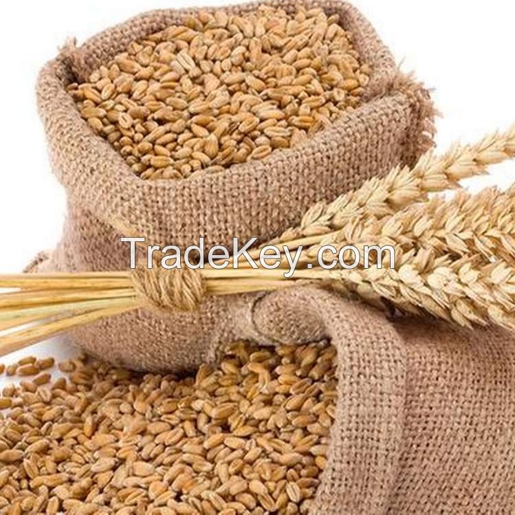 Bulk Supplier Selling Premium Quality 100% Organic Wheat / Wheat Grain at Low Market Price