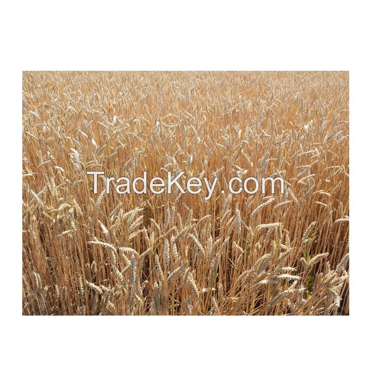 2023 Wheat Grains Factory Price