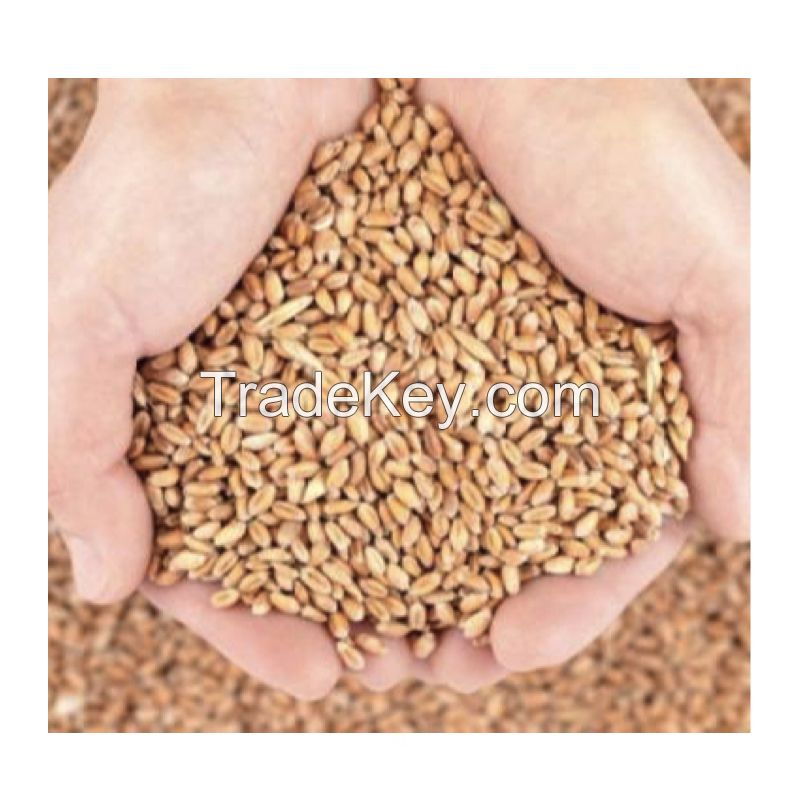 Best Market Price Wholesale Wheat Grain Top Quality Whole Wheat from Turkey