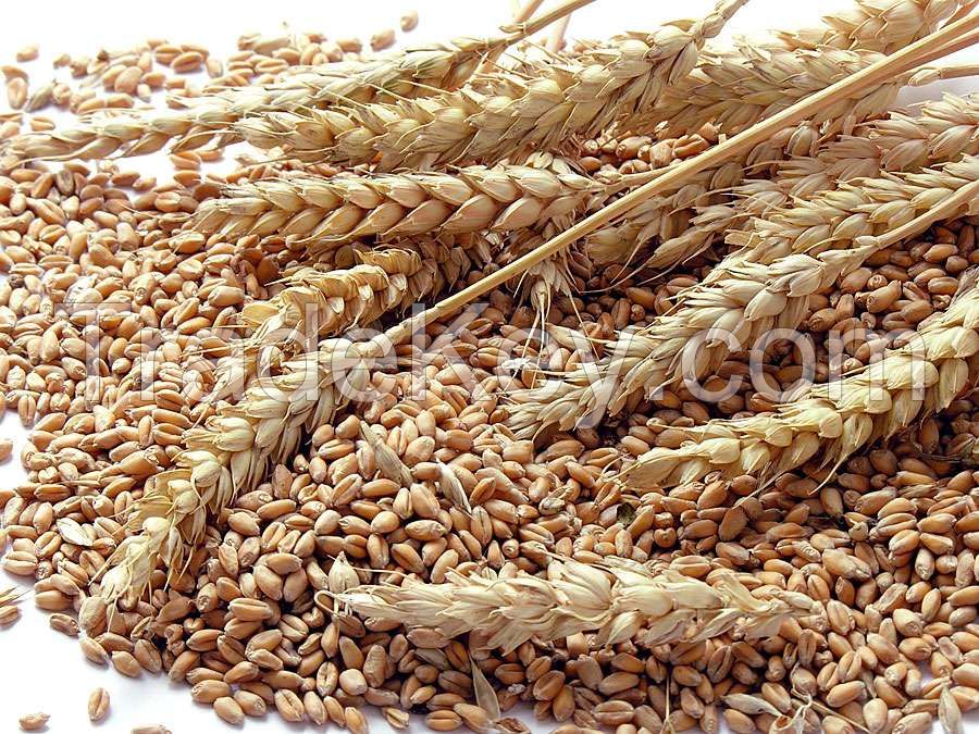 Best Market Price Wholesale Wheat Grain Top Quality Whole Wheat EXPORT QUALITY WHEAT from Brazil