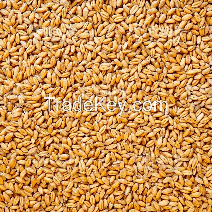 Best Market Price Wholesale Wheat Grain Top Quality Whole Wheat EXPORT QUALITY WHEAT from Brazil