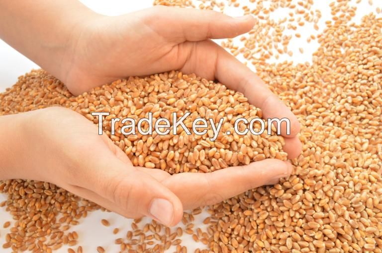 White Soft And Hard Wheat Grains For Sale