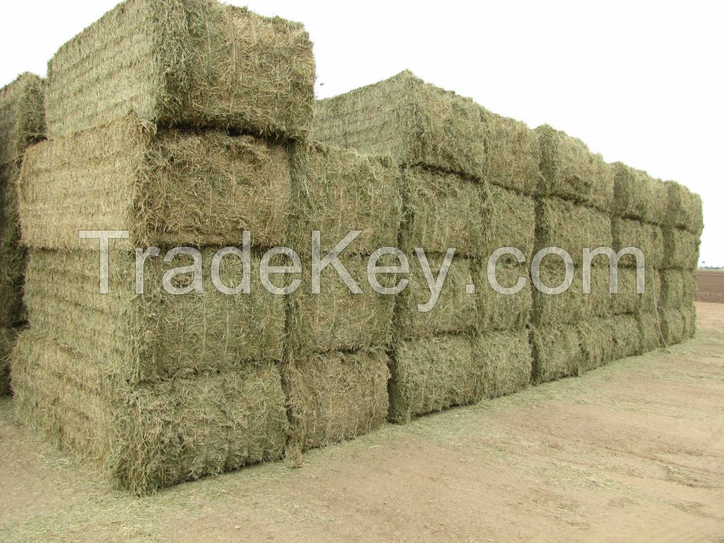 Hay Animal Feeding Alfafa in Bales