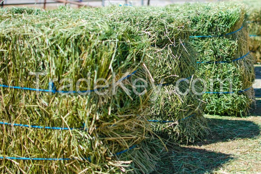 Wholesale Alfafa Hay Animal Feeding Stuff Alfalfa, hay/alfalfa hay pellets Timothy Hay/ Alfafa in Bales
