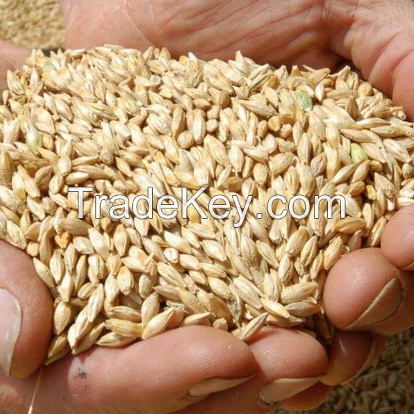 100% GOOD QUALITY PEARL GRAIN BARLEY