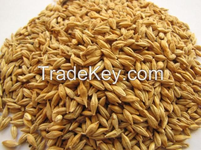 100% GOOD QUALITY PEARL GRAIN BARLEY