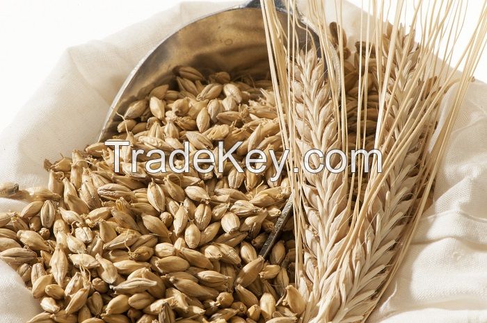 100% GOOD QUALITY PEARL GRAIN BARLEY