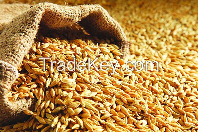 Animal Grade Pearl Barley Barley Malt Natural Extract or Human and Animal