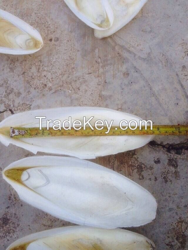 Cuttlebone/ cuttlefish bone high quality from Viet Nam