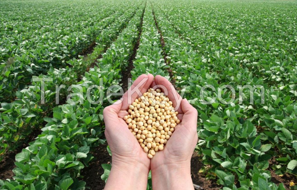 hot sale best quality china origin NON GMO soybean for export soya bean