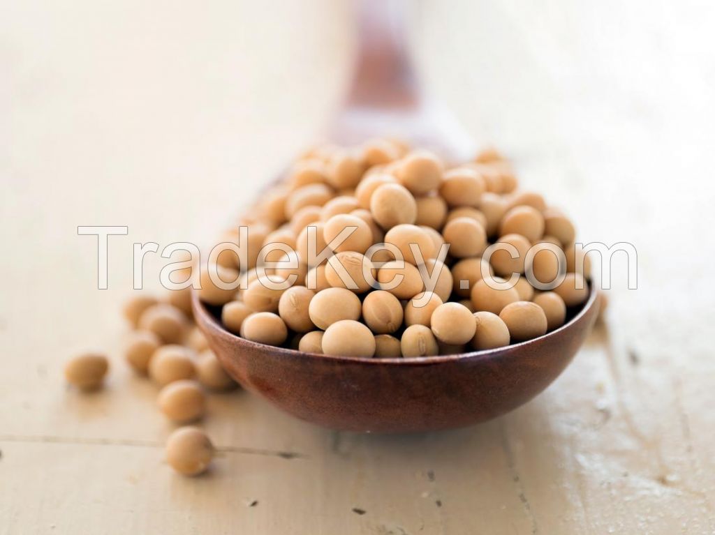 High Protein Healthy Salty Bean Snack Roasted Edamame Sea Salt Soybeans