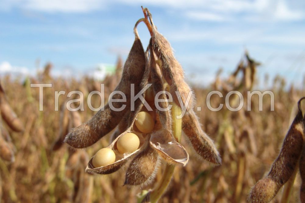 Healthy soybean