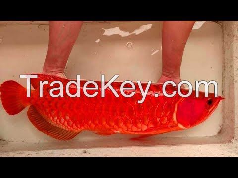 Arowana Fish for supply in America