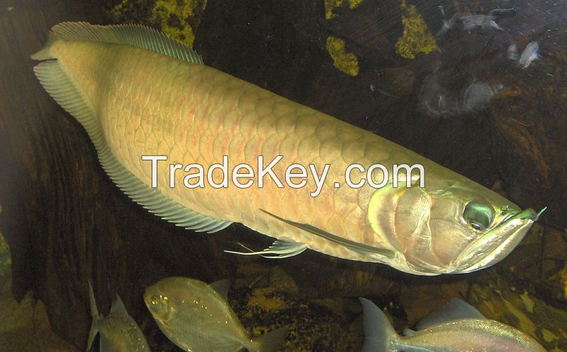 Arowana Fish for supply in Europe