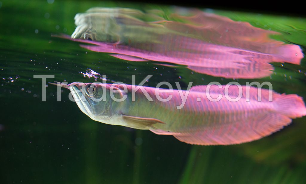 Arowana Fish for supply in Europe