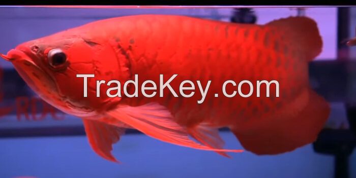 Arowana Fish for supply in UK