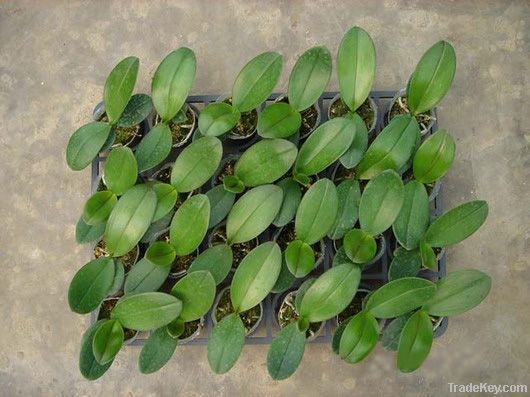 phalaenopsis seedling