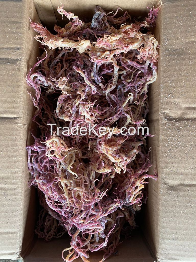 eucheuma cottonii seaweed