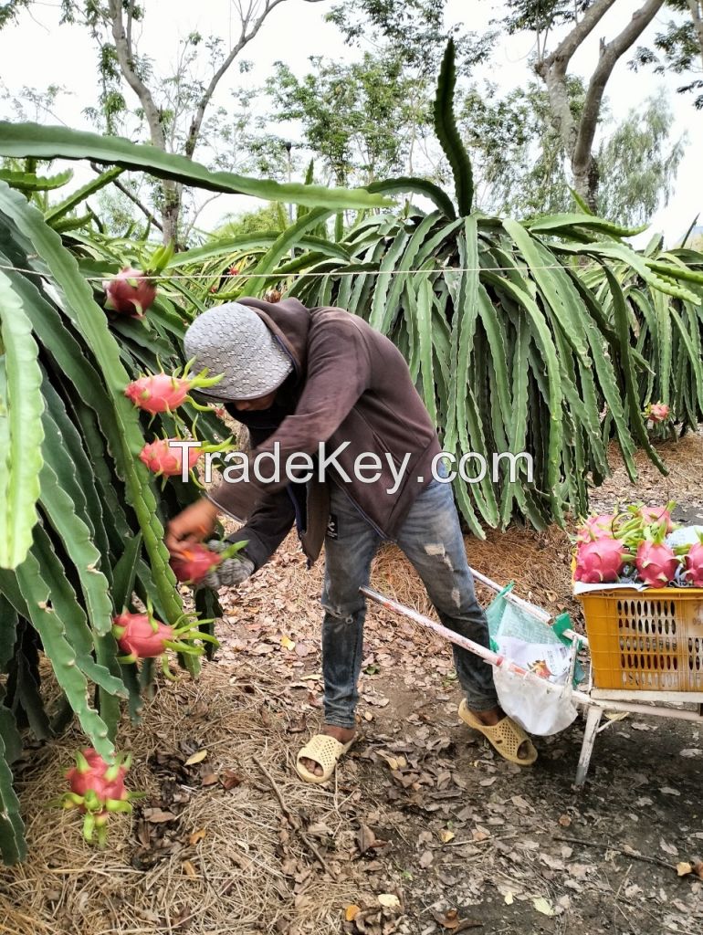 VietNamese Fresh Dragon Fruit - White Flesh - 5KG/CTN