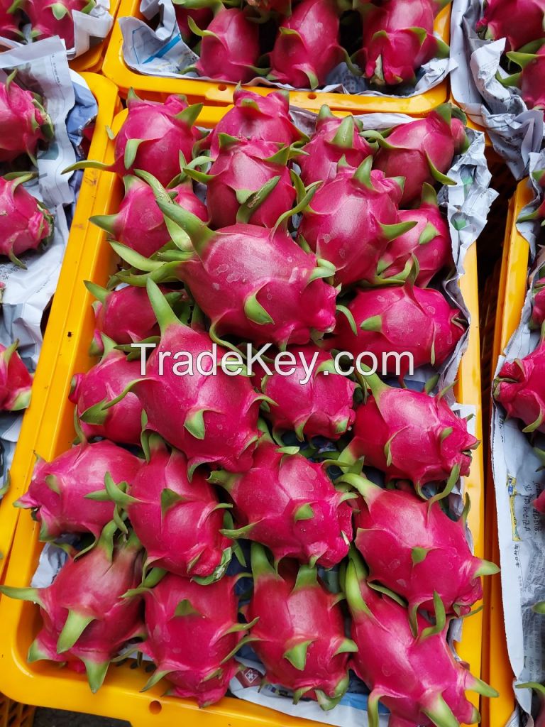 VietNamese Fresh Dragon Fruit - White Flesh - 5KG/CTN