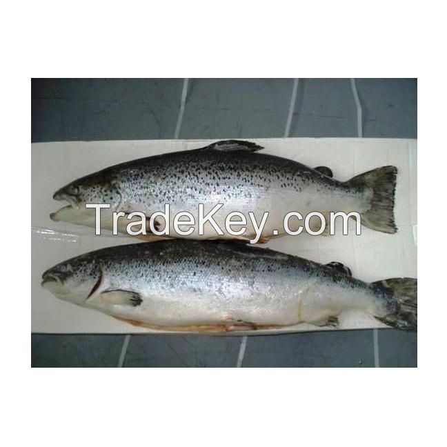 Frozen Horse Mackerel | Pacific Mackerel | Tuna | Trout | Bonito, Tilapia | Squid | Salmon fish