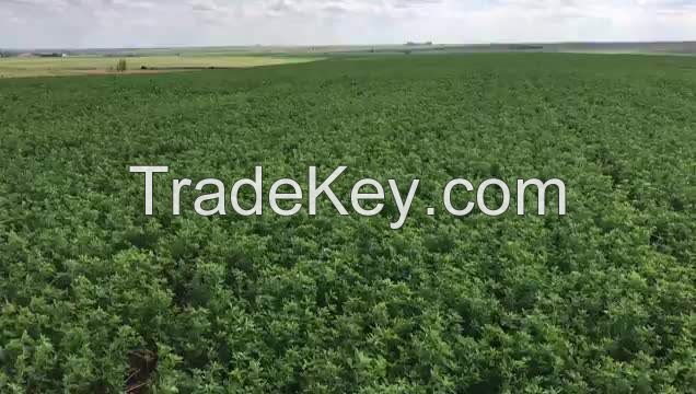 alfalfa hay for animal feeding and seeds cheap alfalfa hay bales packing bulk suppliers cattle feed and horse feed