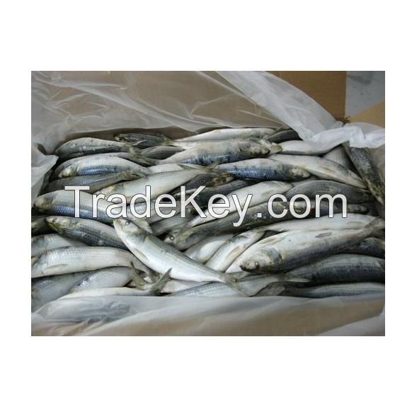 Sardine Fish Export Frozen Sardine Fish Whole Round Frozen Sardine Fish