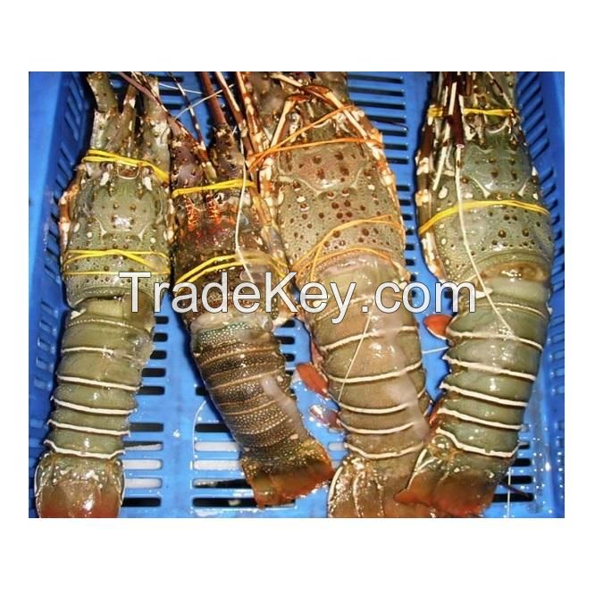 Frozen Lobster Frozen Lobster Tails Fresh Live Lobster
