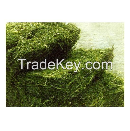 High Quality Alfalfa Hay Grass / Alfalfa Hay Bales Available For Sale At Low Price