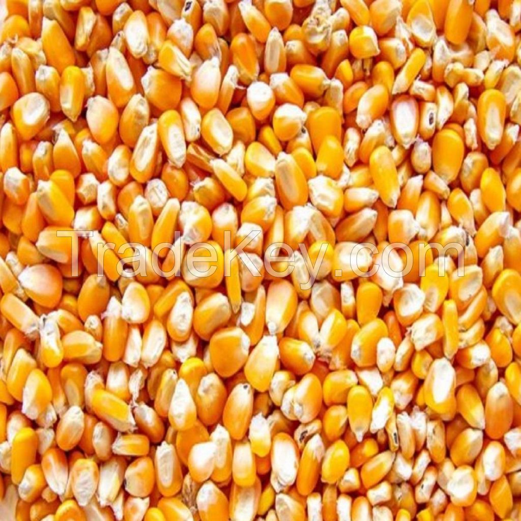 Premium High-Fiber Sweet Yellow Maize for Animal Feed and Human Consumption