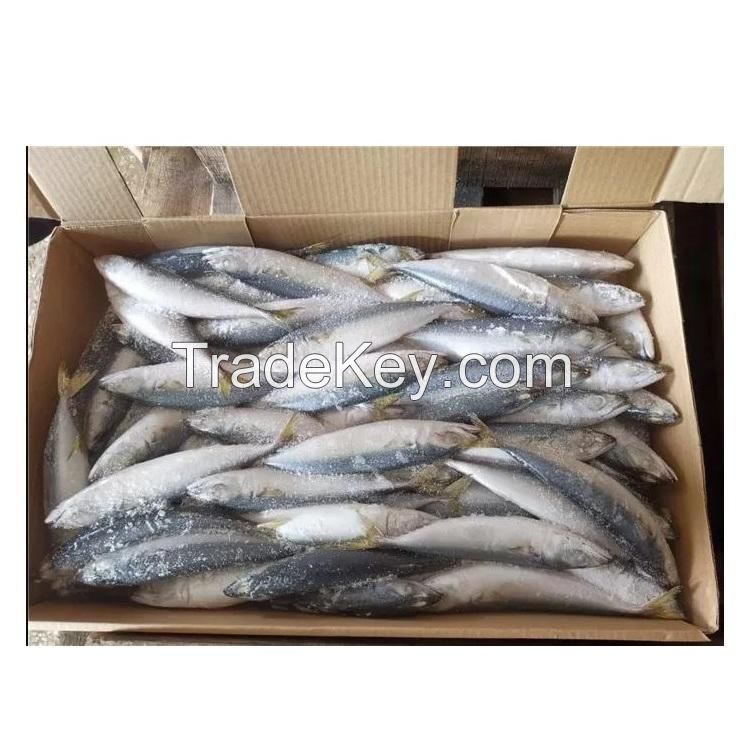 High Quality Seafood Whole Fish Horse Mackerel Frozen Pacific Mackerel Fish HGT For Sale