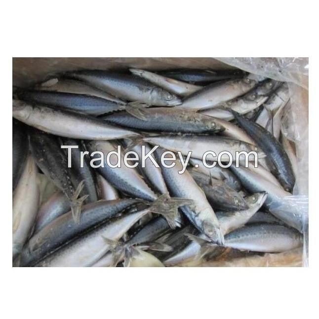 Spanish Horse Mackerel Price Fresh Catch Frozen pacific mackerel Fish