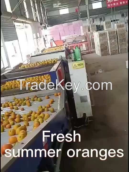 fresh orange fruit	 for sale fresh orange new arrival fresh orange factory supply with high quality Chinese orange fresh fruit