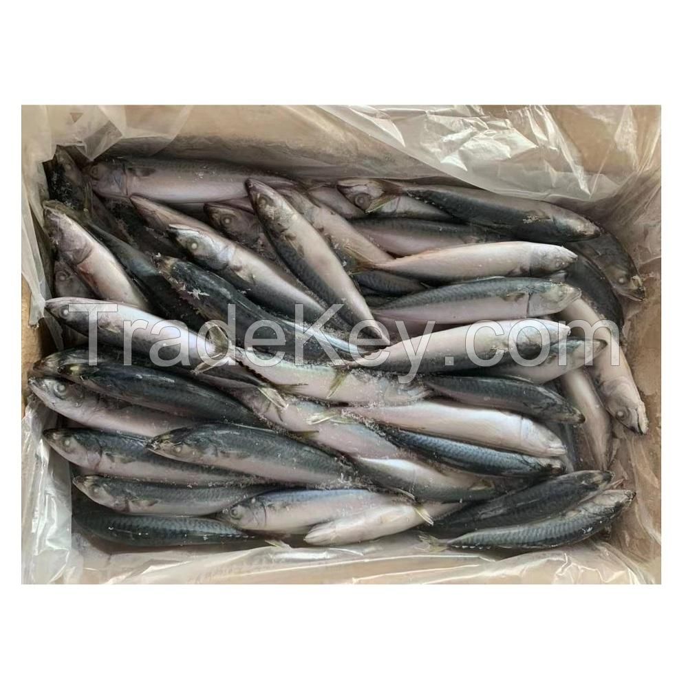High Quality Seafood Whole Fish Horse Mackerel Frozen Pacific Mackerel Fish HGT For Sale