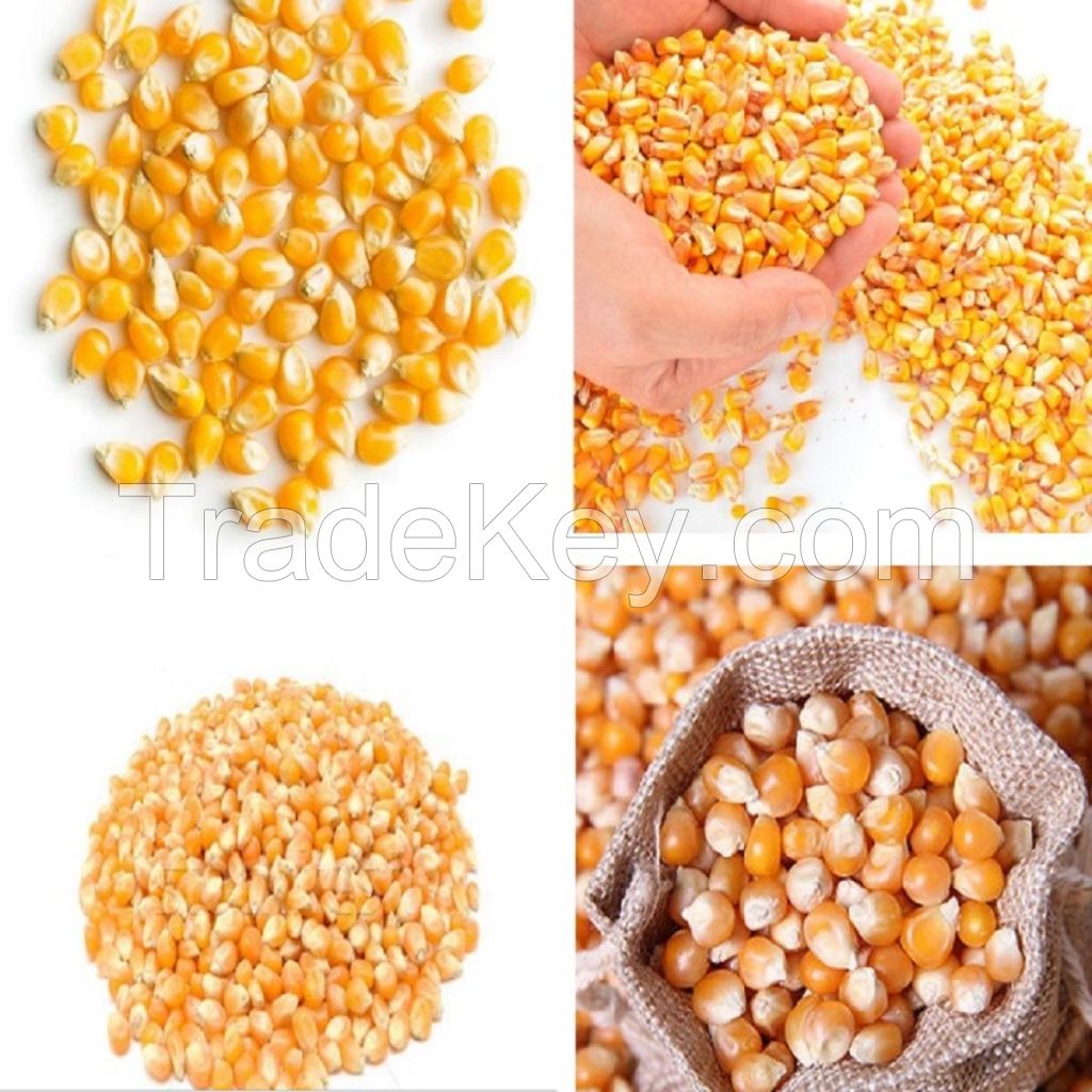 Premium High-Fiber Sweet Yellow Maize for Animal Feed and Human Consumption